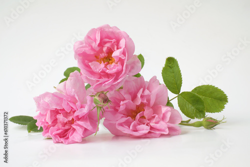 Rosa damascena. Damask rose. Oil-bearing rose. Bulgarian rose oil.	Organic. Rose water.