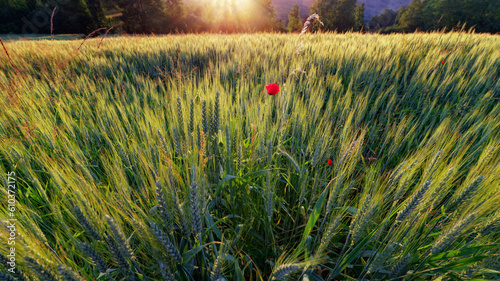 Poppies and wheat field in the Yvette valley. Regional Nature Park of the Chevreuse valley