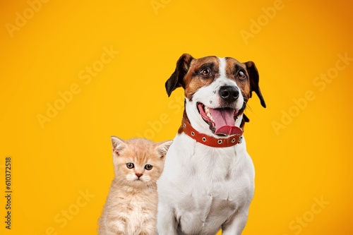 Cute domestic cat and a smart dog