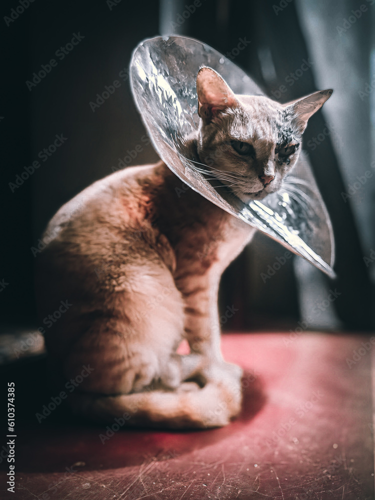 A Wounded cat