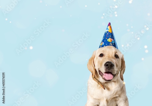 Happy cute smart dog in a party hat