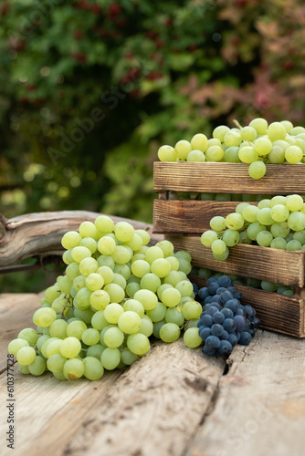 grapes on a wooden table in the garden