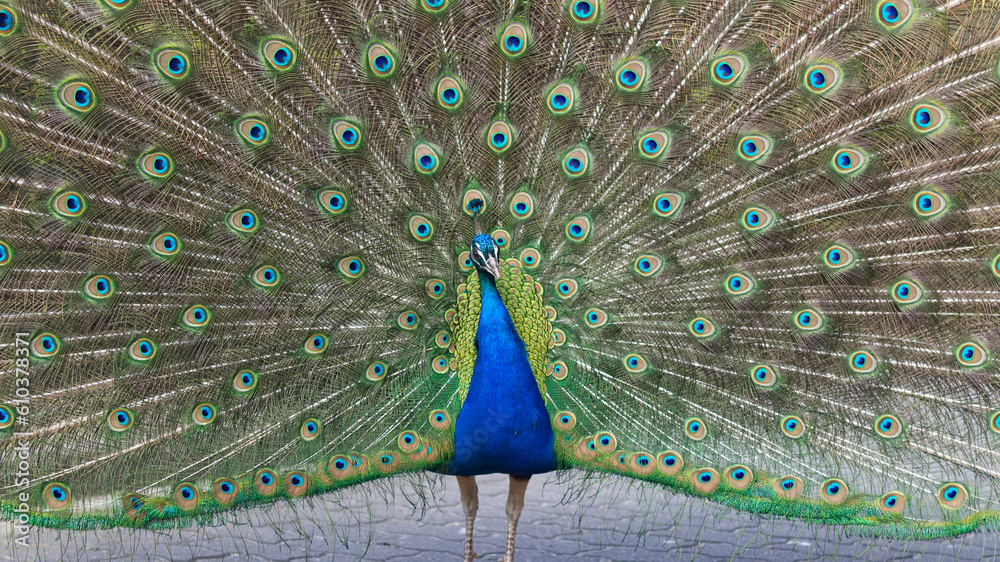 Obraz premium Peacock opening his feathers to scare off the passers-by.