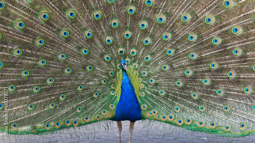 Peacock opening his feathers to scare off the passers-by.
