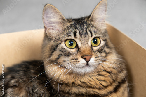 Fototapeta Naklejka Na Ścianę i Meble -  A curious cat sits and peeks out of a cardboard box