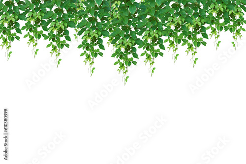 Hanging jungle vine plant bush of Bush grape or three-leaved wild vine carats. Ivy green with leaf or a trail of realistic ivy leaves. Png