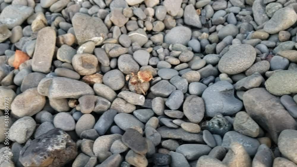 Hermit Crab on a stroll Hermit Crab on a stroll
