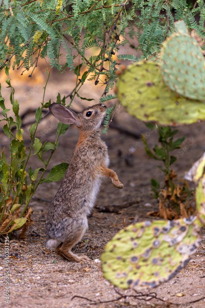 Obraz premium Desert cottontail rabbit, Sylvilagus audubonii, standing on back legs and eating mesquite tree foliage. Prickly pear cactus, and pretty morning light in the Sonoran Desert. Tucson, Arizona, USA.