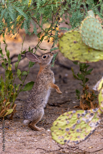 Desert cottontail rabbit, Sylvilagus audubonii, standing on back legs and eating mesquite tree foliage. Prickly pear cactus, and pretty morning light in the Sonoran Desert. Tucson, Arizona, USA. photo