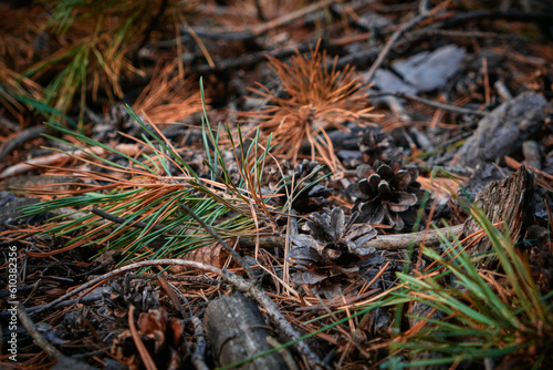 moss on the ground