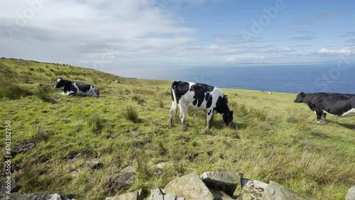 Irish Dairy Cows Grazing in Field above Cliffs of Moher