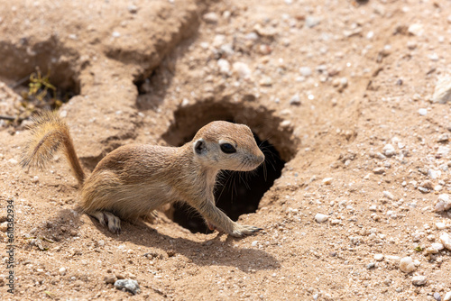 Round tailed ground squirrel, Xerospermophilus tereticaudus, hanging out by the entrance to their burrow. Cute wildlife in the Sonoran Desert. Pima County, Tucson, Arizona, USA.  photo