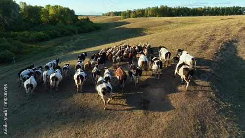 The herd of cows and rams runs across the field in the summer on a sunny day. Aerial view	
