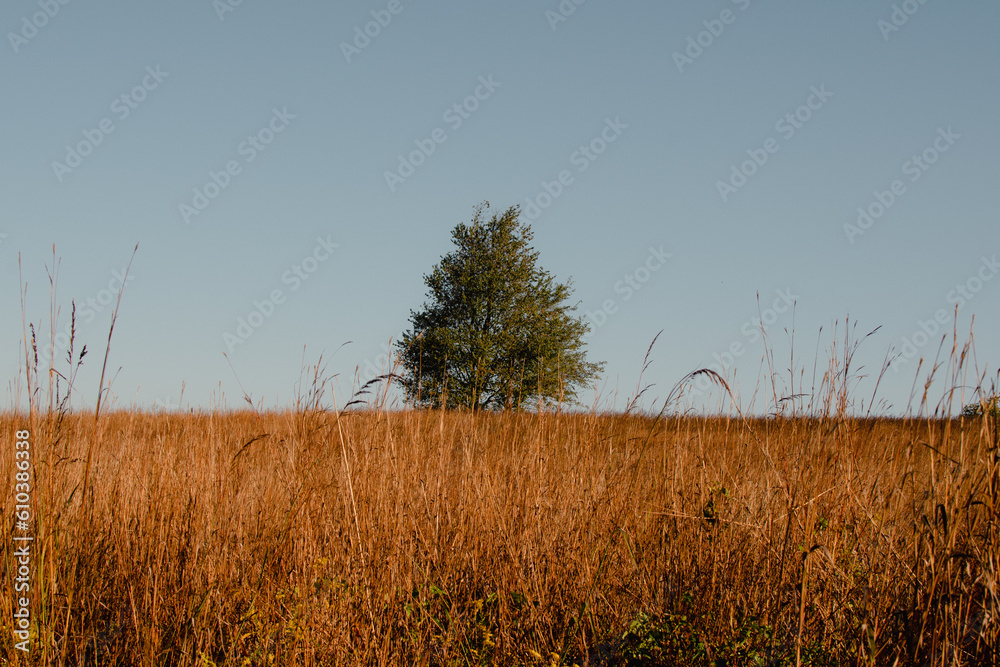 grass in a field with a tree in the horizon