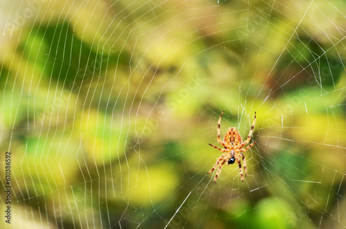 macro shot of a spider sitting on its web,insectology,nature