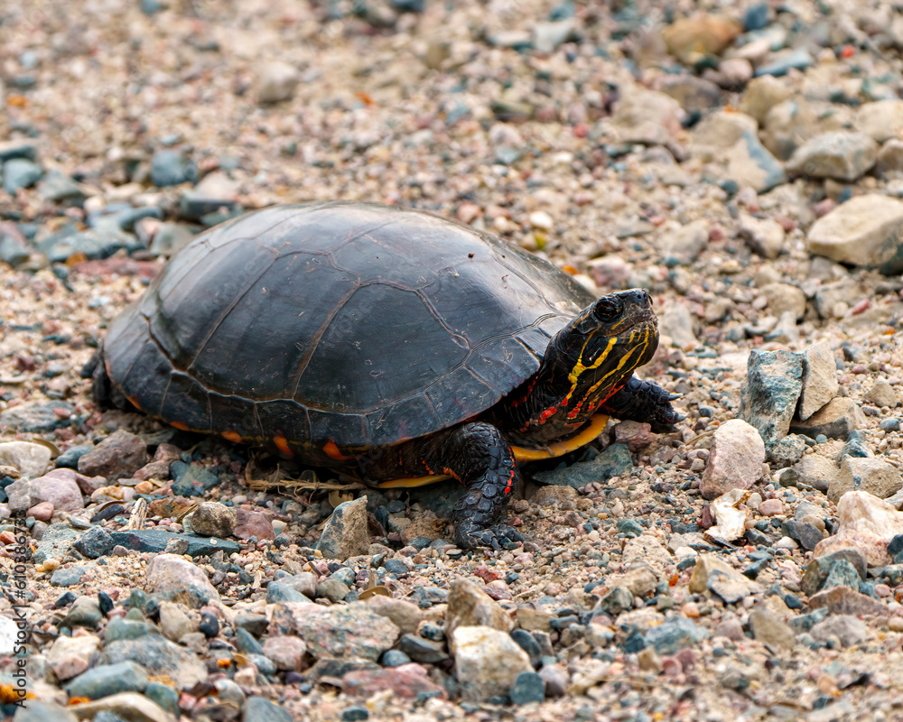 Painted Turtle Photo and Image. Close-up side view walking on gravel and displaying its turtle shell, head, paws in its environment and habitat. Turtle Picture. Painted Turtle Photo and Image. Close-up side view walking on gravel and displaying its turtle shell, head, paws in its environment and habitat. Turtle Picture.