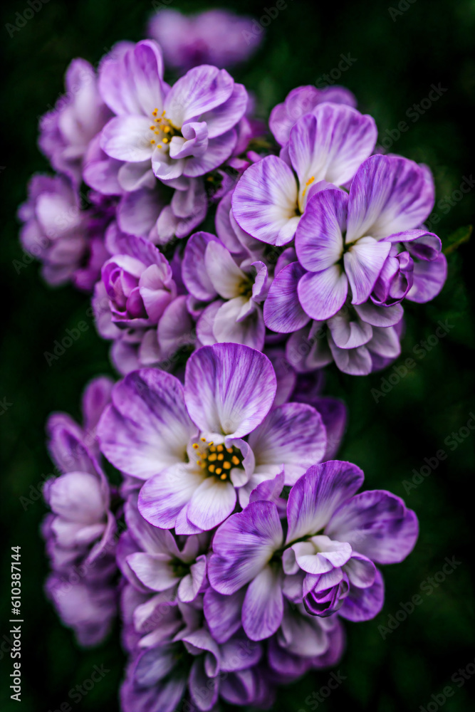 Blue flowers macro photo, micro photography, Generative AI illustrations Blue flowers macro photo, micro photography, Generative AI illustrations