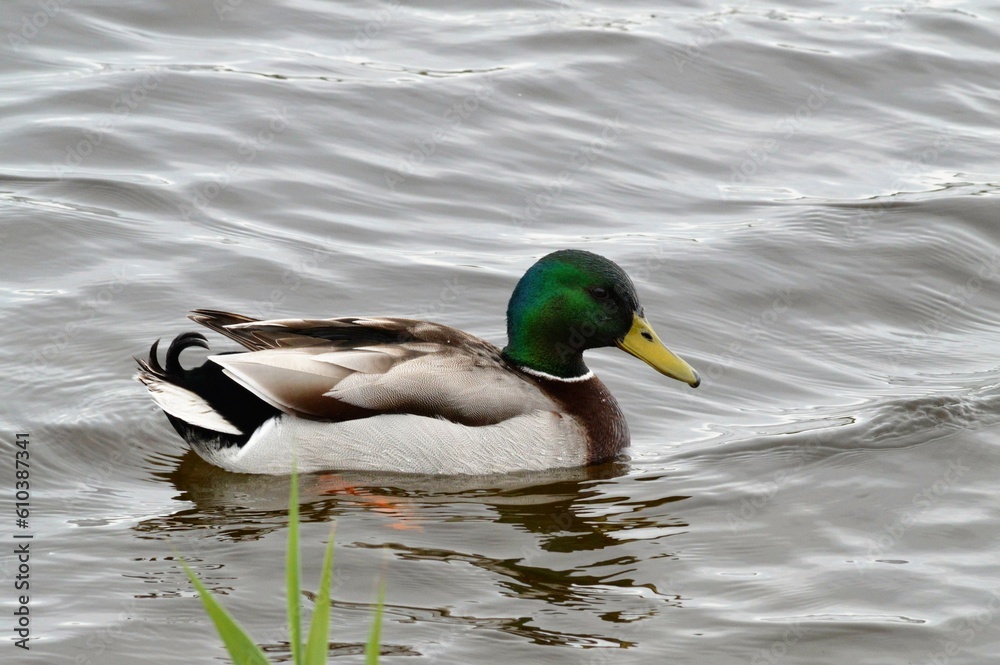 Canard Colvert Baie de Somme Canard Colvert Baie de Somme