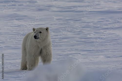 A polar bear walks among the Arctic ice. He sniffs the air and goes in search of prey.Winter day on the Yamal Peninsula