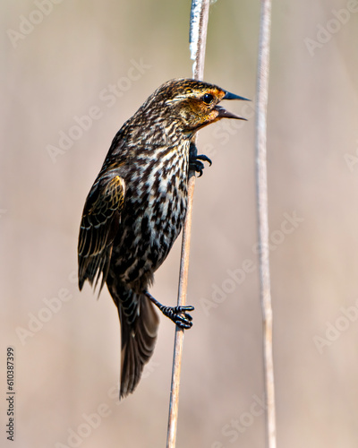 Red-Winged Blackbird Photo and Image.  Female close-up side view, perched on a twig with blur background in its environment. ©  Aline