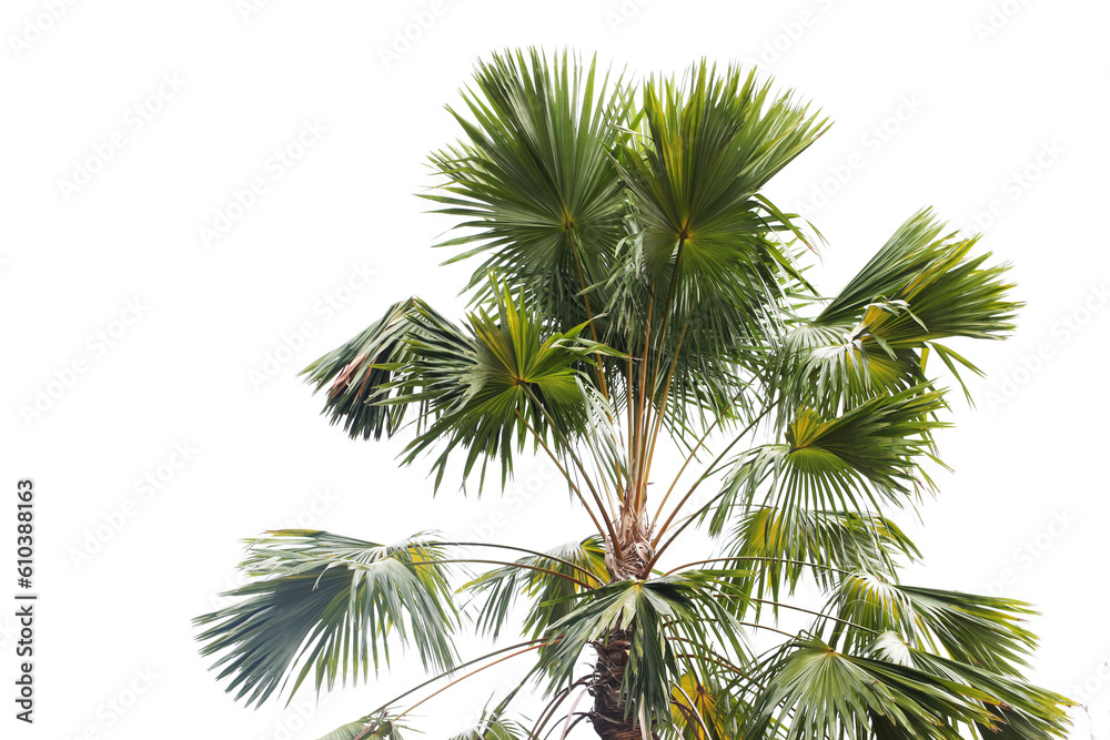 Table Palm or Fan Palm (Livistona rotundifolia)