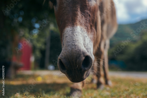 Horse's nose