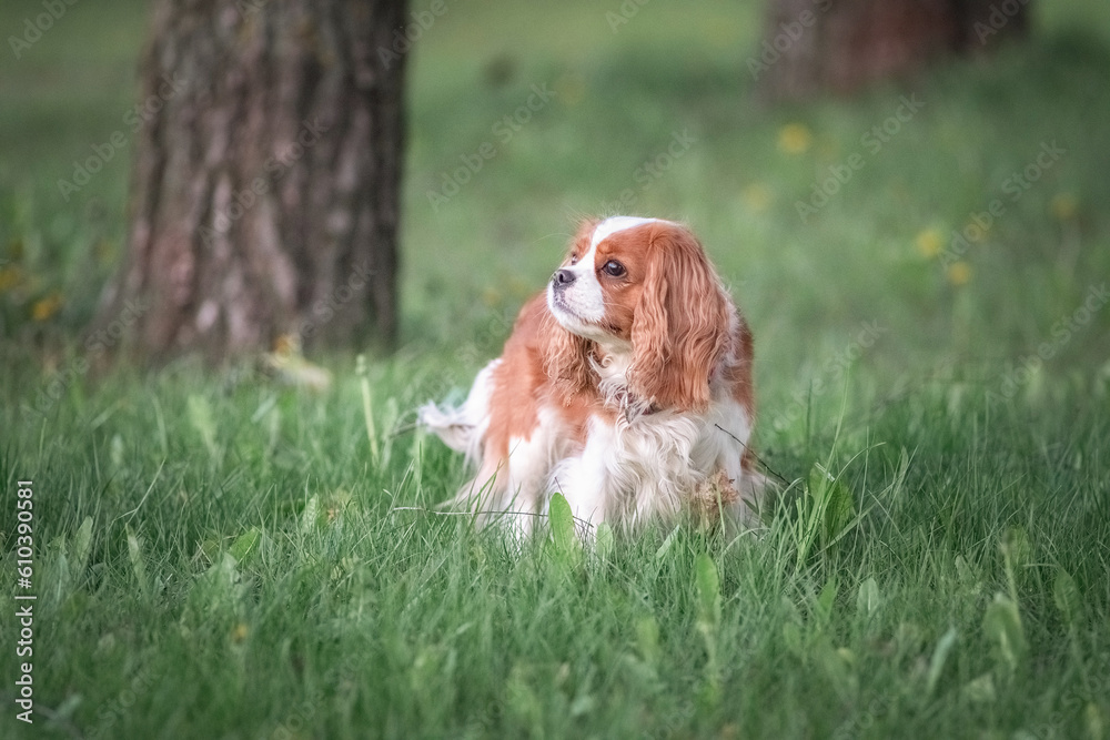 Beautiful purebred cavalier king charles spaniel playing in a summer park.