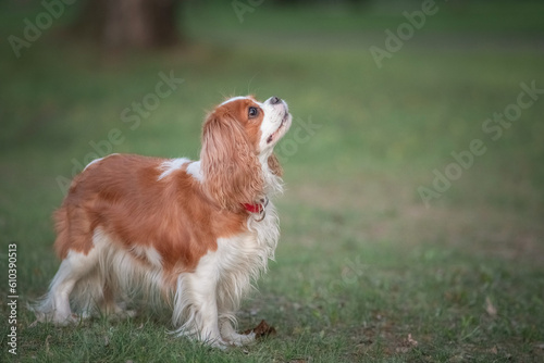 Valokuva Beautiful purebred cavalier king charles spaniel playing in a summer park