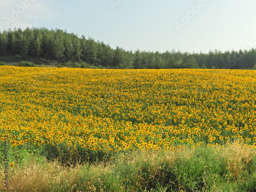 field of yellow flowers