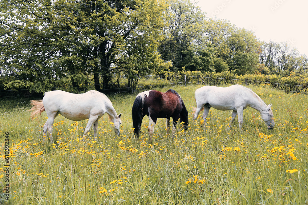 Chevaux dans les boutons d'or du Jura Chevaux dans les boutons d'or du Jura