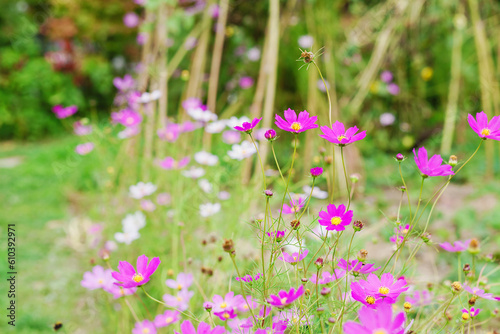 Pink cosmos flowers in garden. Bright floral background. Decorative garden flowers. 