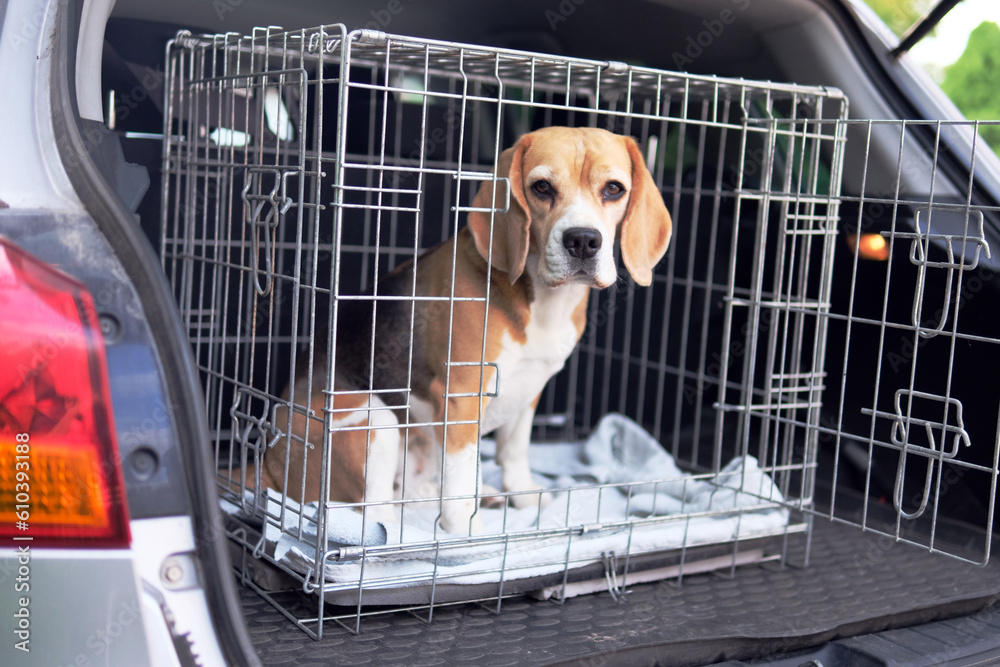 Poster Print The beagle dog in a cage 40x26.7 cm