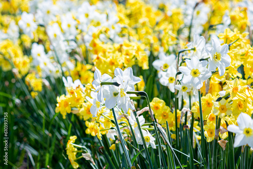 Fototapeta Naklejka Na Ścianę i Meble -  White and yellow daffodils in the garden.