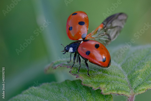 Seven-spot ladybird (Coccinella septempunctata)