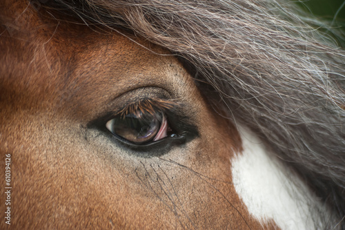 Detail of horse eye and forelock photo