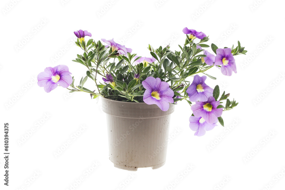 Fototapeta premium Calibrachoa plant in a pot