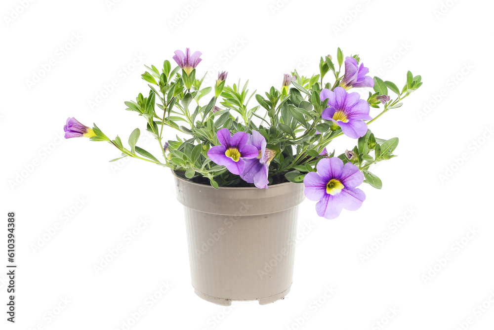 Flowering calibrachoa plant