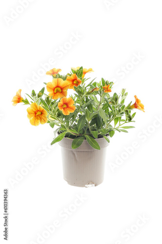 Calibrachoa in a pot