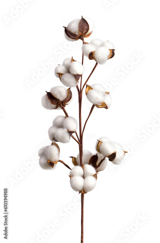 Cotton branch isolated on transparent background. White cotton flowers.