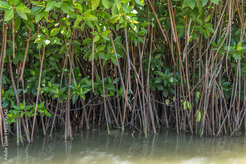 Aerial root system of the trees in mangrove forest above the water level and penetrated deep in to the soil underwater