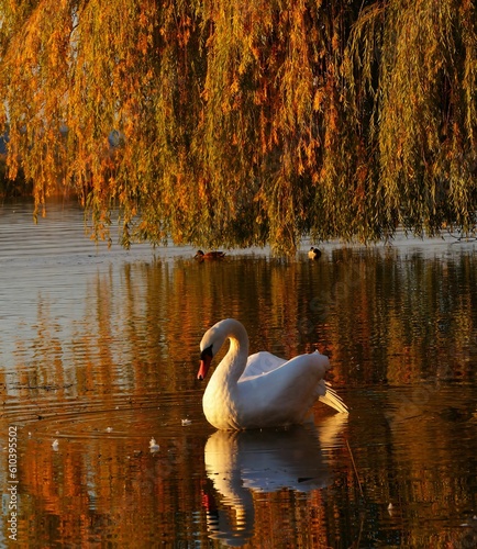 Fototapeta Naklejka Na Ścianę i Meble -  swan on the lake