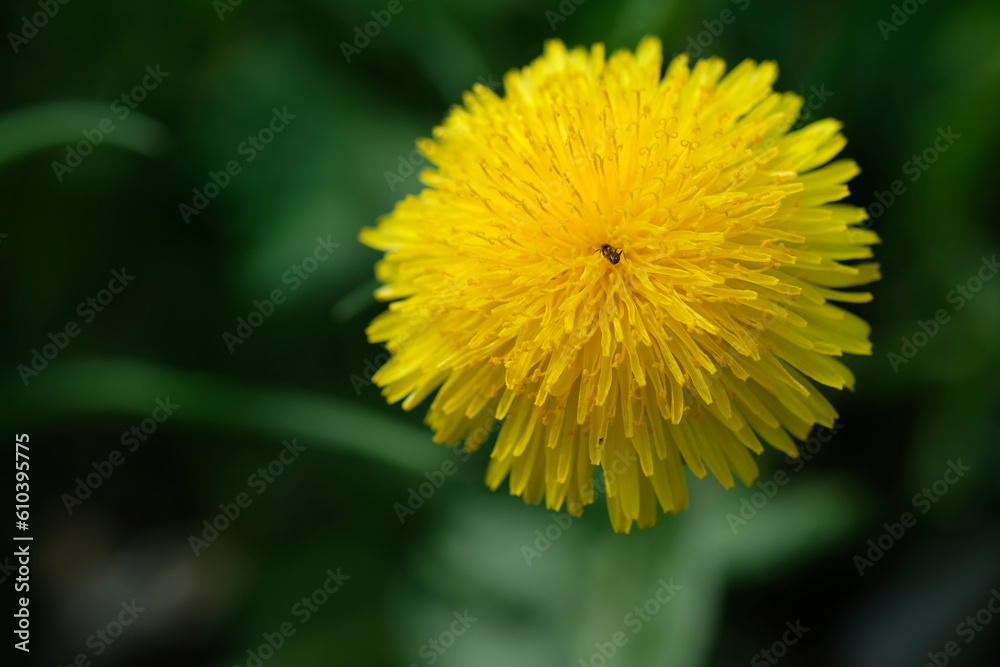 dandelion flower in spring dandelion flower in spring