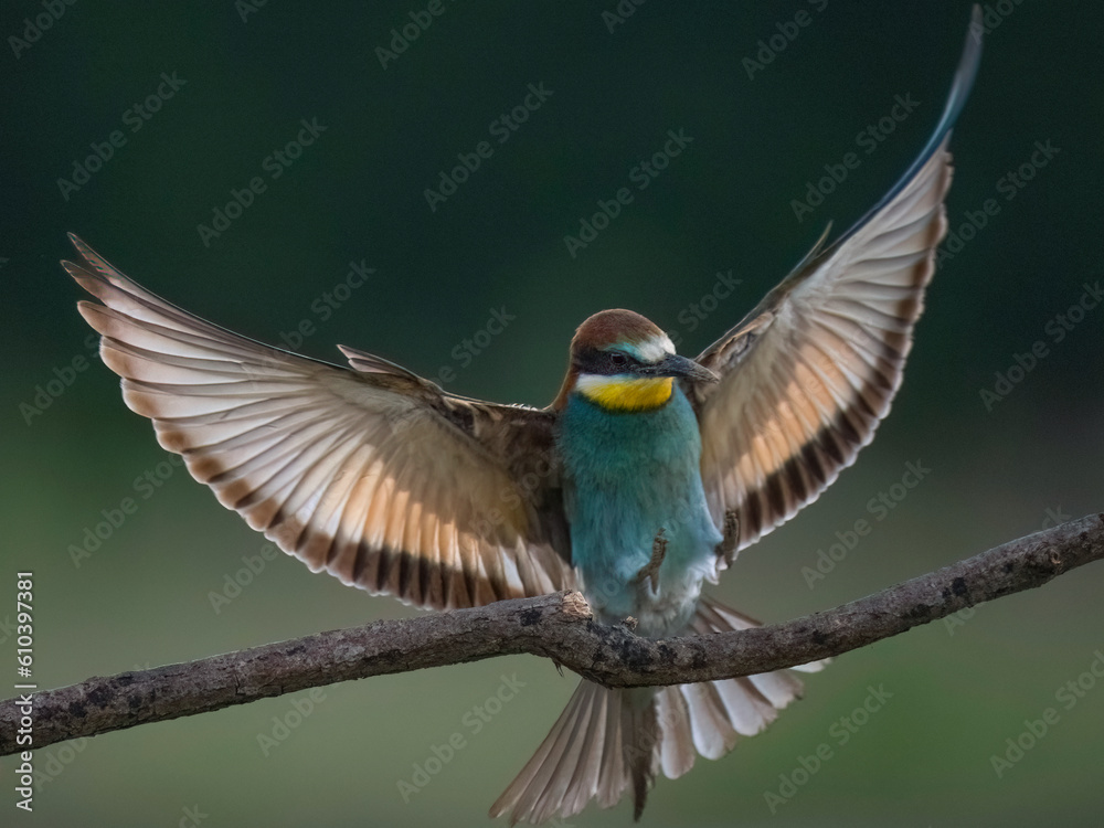 bee-eater