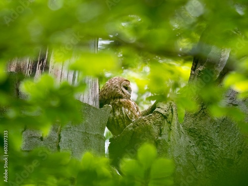 great horned owl in the forest