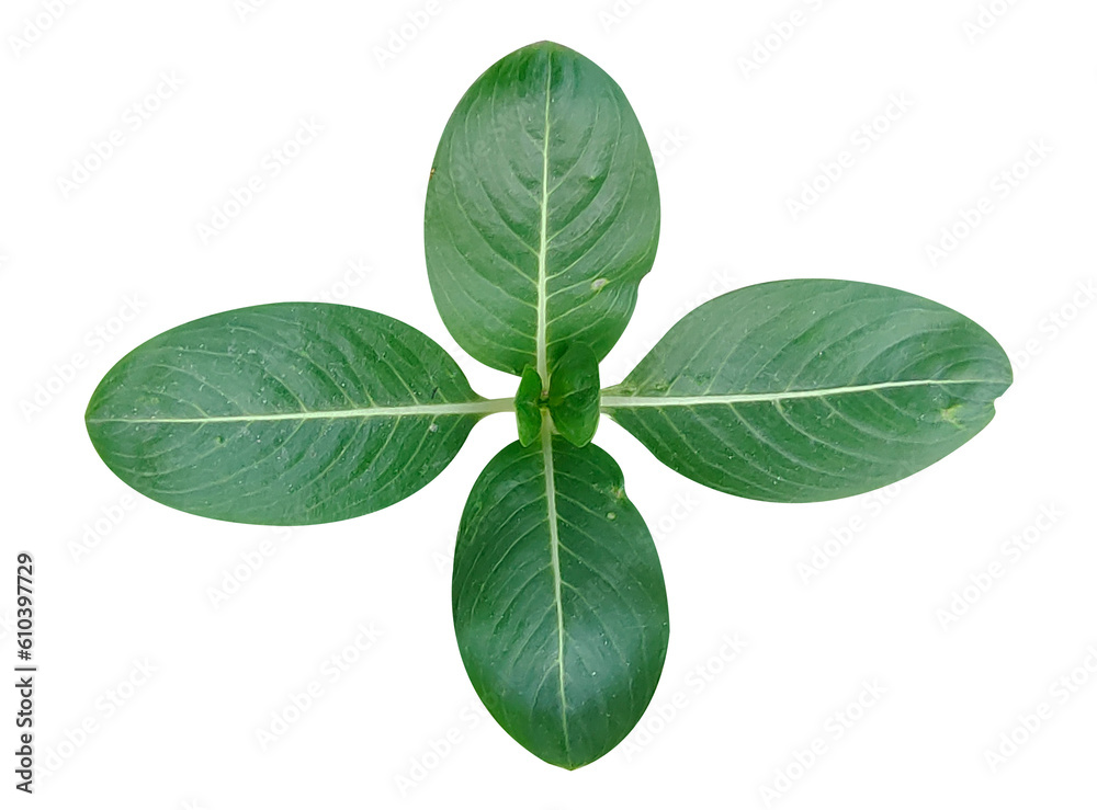 Obraz premium Green leaf isolated on white background