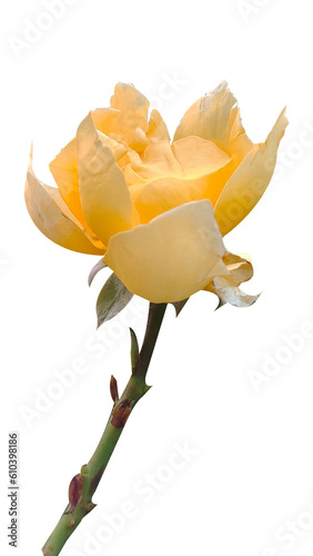 Yellow rose isolated on white photo