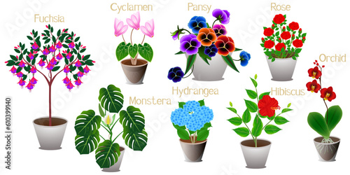 Set of indoor plants on a white background.