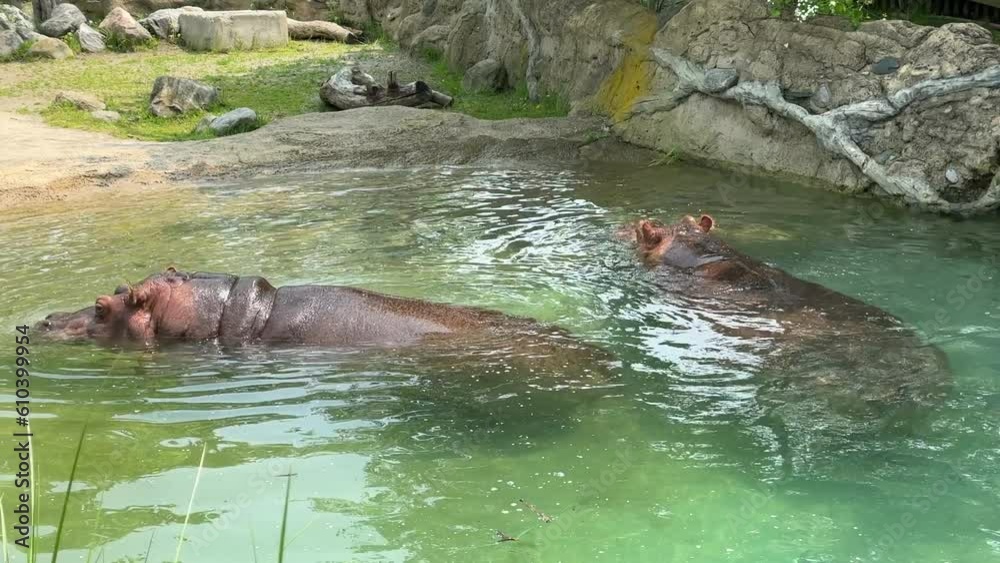 Hippopotamus or Hippo in the water Hippopotamus or Hippo in the water
