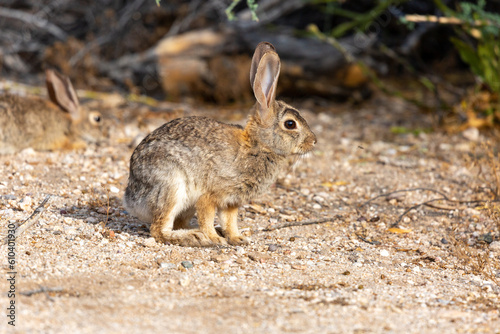 Male and female romantic pair of desert cottontail rabbits hanging out together in the Sonoran Desert. Pima County, Tucson, Arizona, USA.