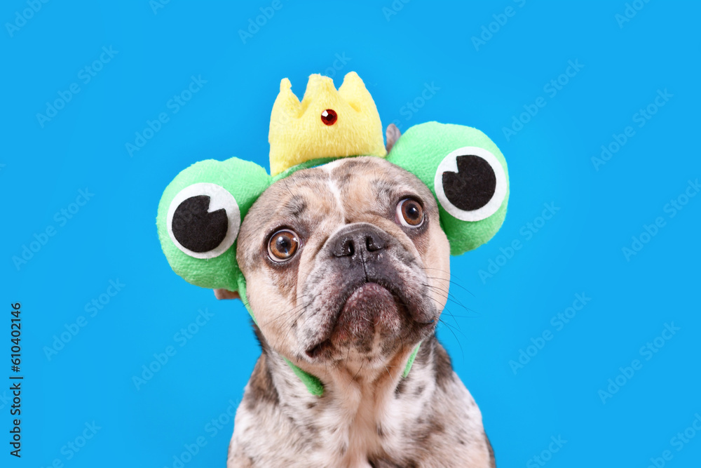 Funny French Bulldog dog with frog headband with crown and large eyes on blue background with copy space